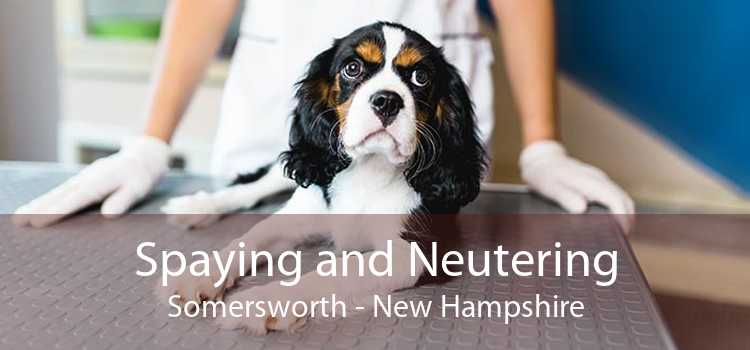 Spaying and Neutering Somersworth - New Hampshire