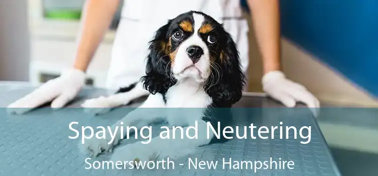 Spaying and Neutering Somersworth - New Hampshire
