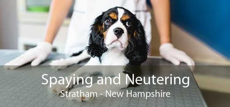 Spaying and Neutering Stratham - New Hampshire