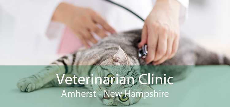 Veterinarian Clinic Amherst - New Hampshire