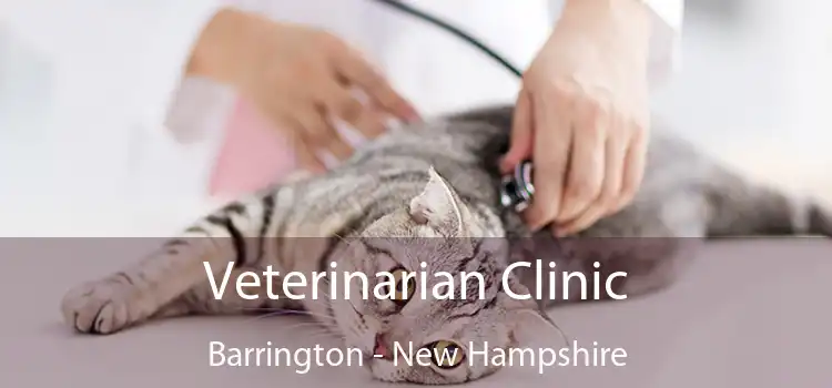 Veterinarian Clinic Barrington - New Hampshire