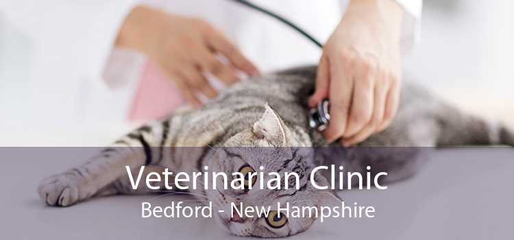 Veterinarian Clinic Bedford - New Hampshire