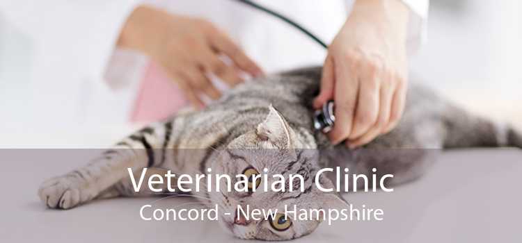 Veterinarian Clinic Concord - New Hampshire