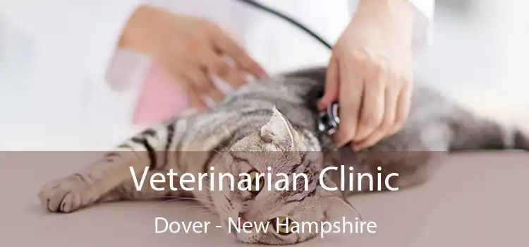 Veterinarian Clinic Dover - New Hampshire