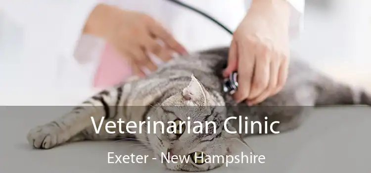 Veterinarian Clinic Exeter - New Hampshire