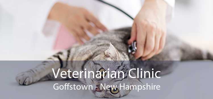 Veterinarian Clinic Goffstown - New Hampshire