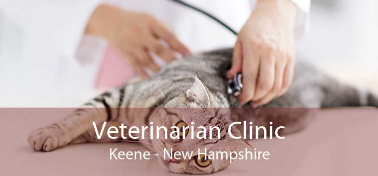 Veterinarian Clinic Keene - New Hampshire