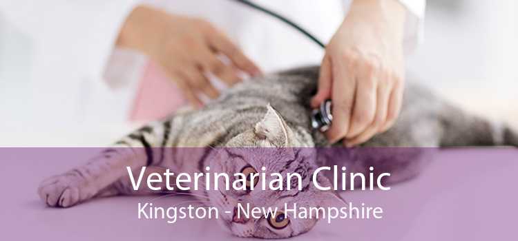Veterinarian Clinic Kingston - New Hampshire