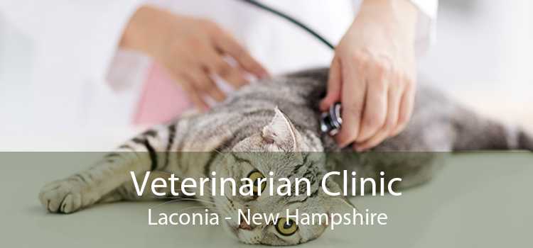 Veterinarian Clinic Laconia - New Hampshire