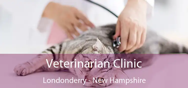 Veterinarian Clinic Londonderry - New Hampshire