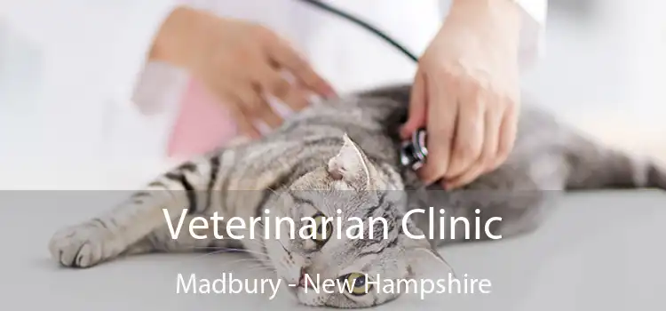 Veterinarian Clinic Madbury - New Hampshire