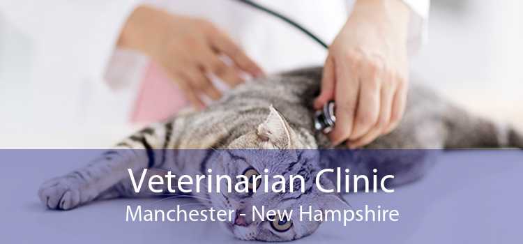 Veterinarian Clinic Manchester - New Hampshire