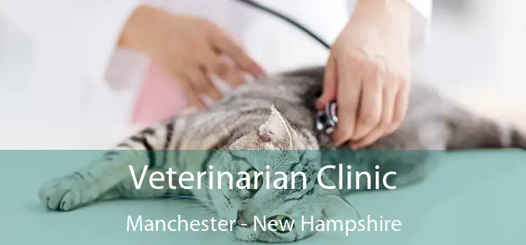 Veterinarian Clinic Manchester - New Hampshire