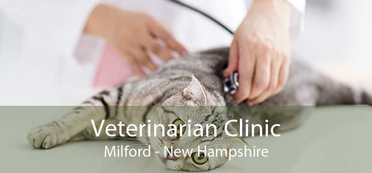Veterinarian Clinic Milford - New Hampshire