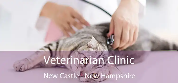 Veterinarian Clinic New Castle - New Hampshire