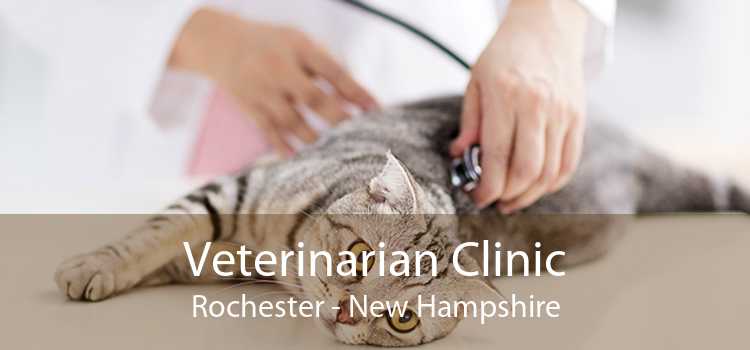 Veterinarian Clinic Rochester - New Hampshire