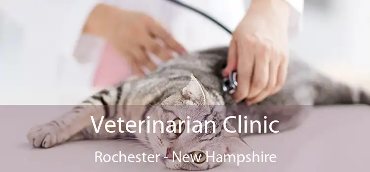 Veterinarian Clinic Rochester - New Hampshire