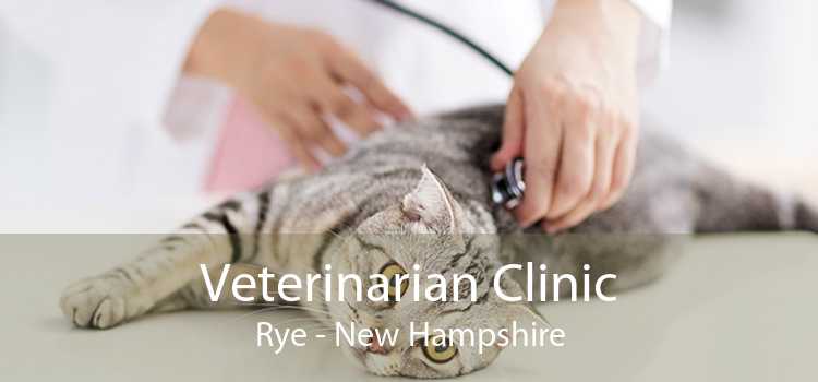 Veterinarian Clinic Rye - New Hampshire