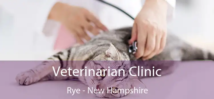 Veterinarian Clinic Rye - New Hampshire
