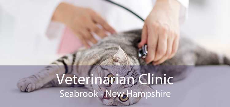 Veterinarian Clinic Seabrook - New Hampshire