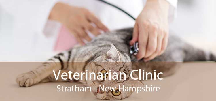 Veterinarian Clinic Stratham - New Hampshire