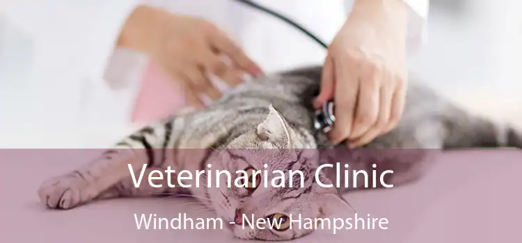 Veterinarian Clinic Windham - New Hampshire