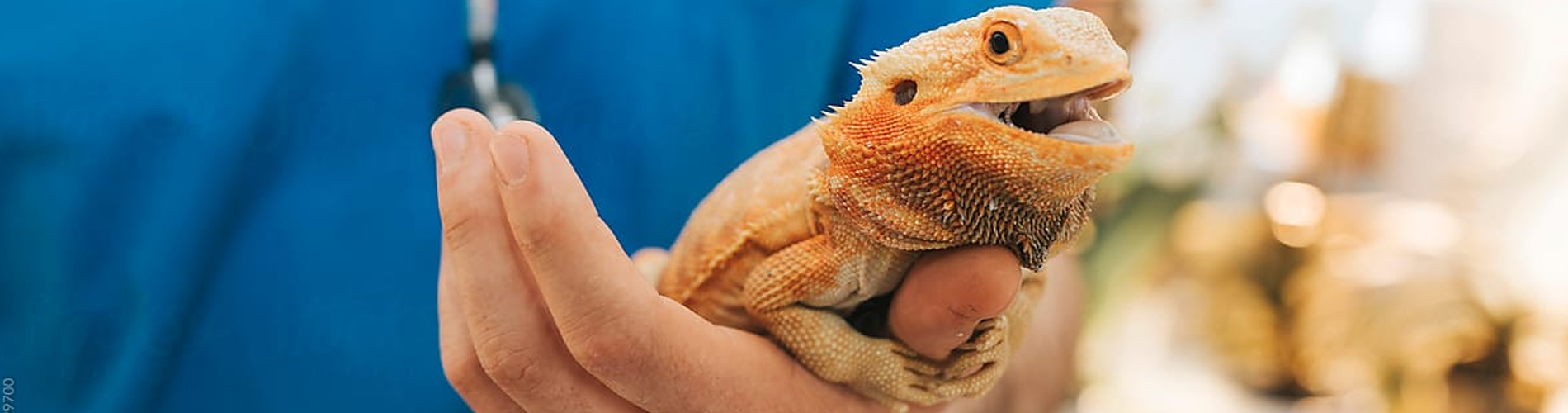 Reptile Vet Kingston 24 Hour Reptile Vet Near Me