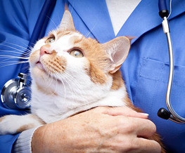 animal hospital