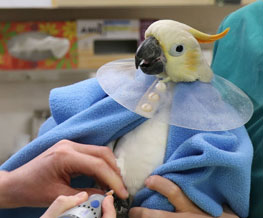 Bird Vet