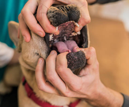 dog dentist in Newton