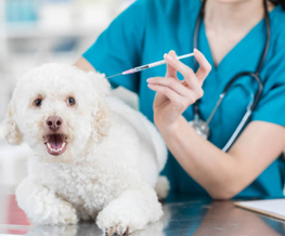 dog vaccinations in Newton Junction