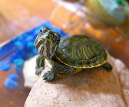 reptile vet