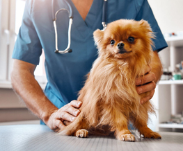 spaying and neutering