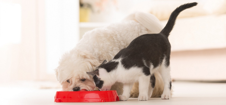 animal hospital nutritional guidance in Seabrook