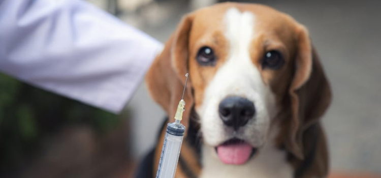 dog vaccination clinic