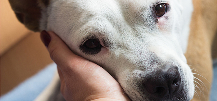 Dog Euthanasia Drugs