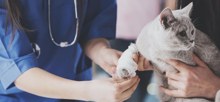24/7 Vet Emergency Vet operation