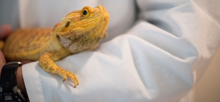 skilled vet care for reptiles