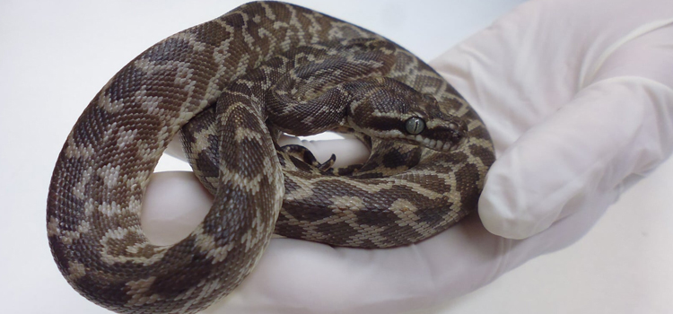 vet care for reptiles surgery in Manchester